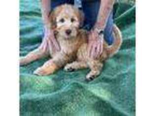 Goldendoodle Puppy for sale in Orange, TX, USA