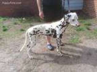 Dalmatian Puppy for sale in Norfolk, VA, USA