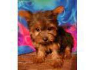 Yorkshire Terrier Puppy for sale in Lowell, IN, USA