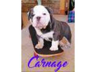 Bulldog Puppy for sale in Beckley, WV, USA