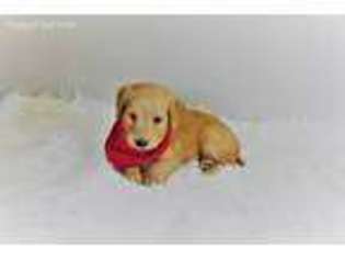 Goldendoodle Puppy for sale in Hartford, CT, USA
