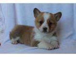 Pembroke Welsh Corgi Puppy for sale in Latham, MO, USA