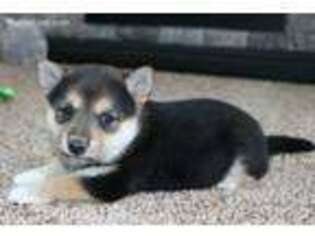 Shiba Inu Puppy for sale in Montevideo, MN, USA