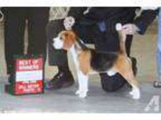 Maltese Puppy for sale in COMMERCE, GA, USA