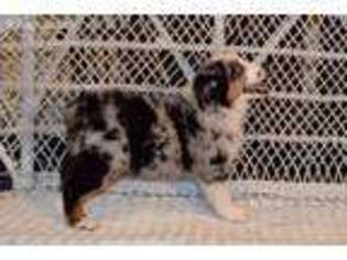 Miniature Australian Shepherd Puppy for sale in Griffin, GA, USA