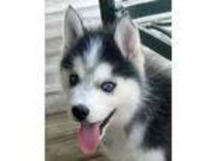 Siberian Husky Puppy for sale in Windsor, SC, USA