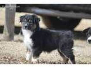 Australian Shepherd Puppy for sale in Oakley, KS, USA