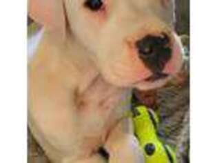 Dogo Argentino Puppy for sale in Sacramento, CA, USA