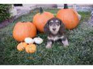 Dachshund Puppy for sale in Henderson, NV, USA