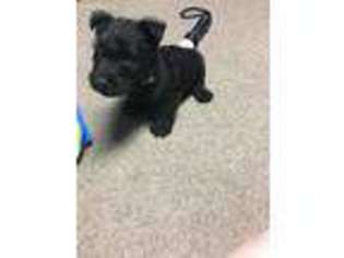 Scottish Terrier Puppy for sale in Holgate, OH, USA
