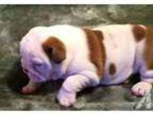 Bulldog Puppy for sale in LEANDER, TX, USA