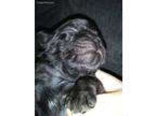 Pug Puppy for sale in Sidney, OH, USA