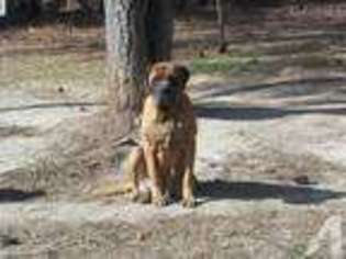 Mastiff Puppy for sale in SANFORD, NC, USA