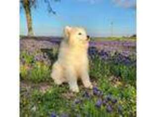 Samoyed Puppy for sale in Covington, TX, USA