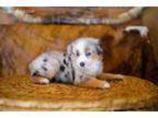 Australian Shepherd Puppy for sale in Wesley Chapel, FL, USA