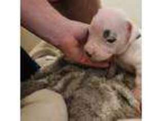 Dogo Argentino Puppy for sale in Arcadia, FL, USA