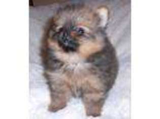 Pomeranian Puppy for sale in KELLYVILLE, OK, USA