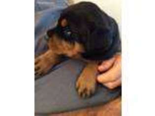 Rottweiler Puppy for sale in Sand Springs, OK, USA