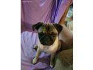 Pug Puppy for sale in Blanchard, OK, USA