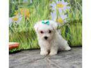 Maltese Puppy for sale in Arcola, IL, USA