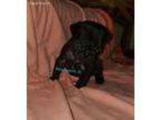 Pug Puppy for sale in West Branch, IA, USA