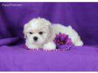 Lhasa Apso Puppy for sale in Butler, MO, USA