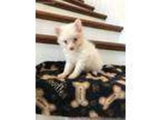 Pomeranian Puppy for sale in Destin, FL, USA