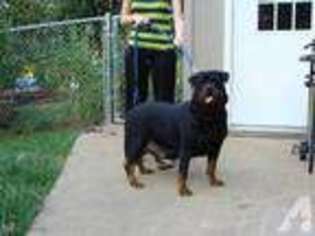 Rottweiler Puppy for sale in STARK CITY, MO, USA