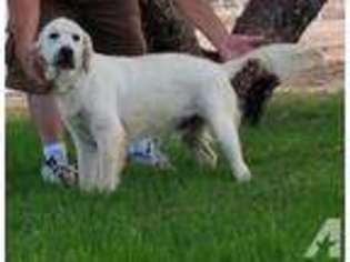 Labrador Retriever Puppy for sale in PHOENIX, AZ, USA
