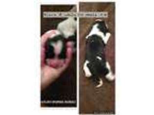 English Springer Spaniel Puppy for sale in Holly Hill, SC, USA