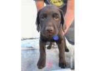 Labrador Retriever Puppy for sale in Greeley, CO, USA