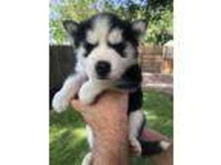 Siberian Husky Puppy for sale in Hondo, TX, USA