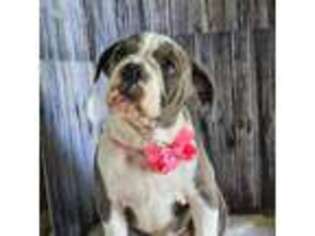 Olde English Bulldogge Puppy for sale in Niles, MI, USA