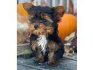 Yorkshire Terrier Puppy for sale in Wellman, IA, USA