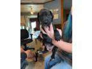 Great Dane Puppy for sale in Titusville, PA, USA