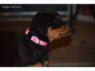 Rottweiler Puppy for sale in Roland, OK, USA
