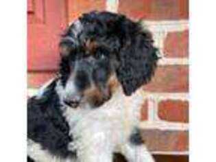 Mutt Puppy for sale in Holtwood, PA, USA