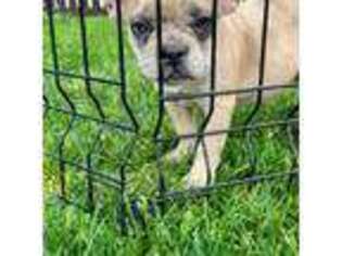 French Bulldog Puppy for sale in Marcellus, MI, USA
