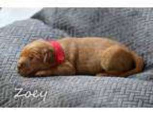 Golden Retriever Puppy for sale in Hanska, MN, USA