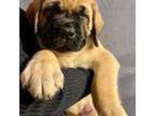 Mastiff Puppy for sale in Hurst, TX, USA