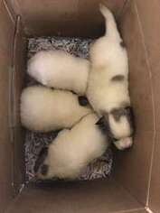 Great Pyrenees Puppy for sale in Mercer Island, WA, USA