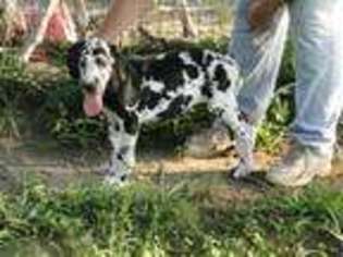Great Dane Puppy for sale in Red Oak, VA, USA