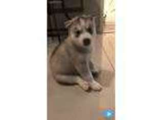 Siberian Husky Puppy for sale in Brooklyn, NY, USA