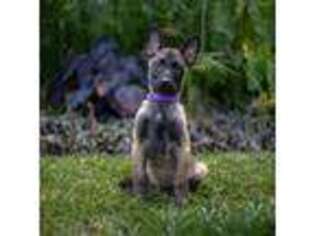 Belgian Malinois Puppy for sale in Rohnert Park, CA, USA