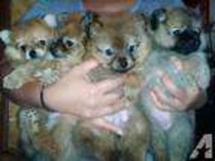 Pomeranian Puppy for sale in WESTMINSTER, CA, USA