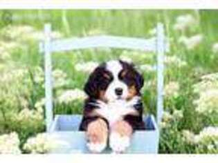 Bernese Mountain Dog Puppy for sale in Gunnison, CO, USA