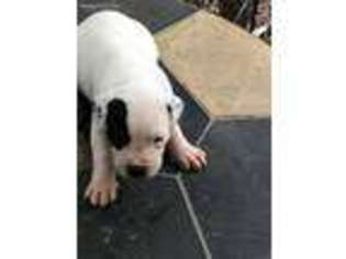 American Bulldog Puppy for sale in Belton, TX, USA