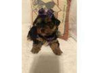 Yorkshire Terrier Puppy for sale in Muldrow, OK, USA