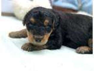 Airedale Terrier Puppy for sale in Mount Gilead, NC, USA