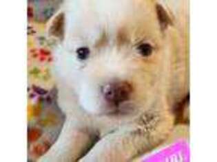 Mutt Puppy for sale in David City, NE, USA